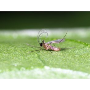 Nyttodjur mot Bladlss