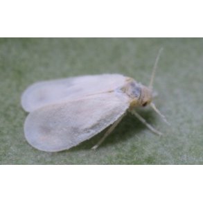 Vita Flygare - Mjöllöss