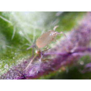 Californicus-rovkvalster 5000 st.