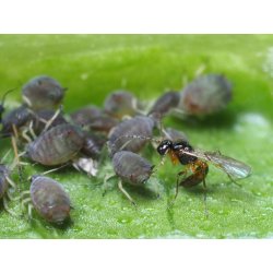 Nyttodjur mot Bladlss