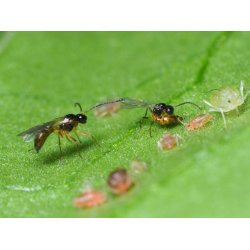 Nyttodjur mot Bladlss