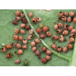 Nyttodjur mot Bladlss