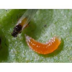 Nyttodjur mot Bladlss