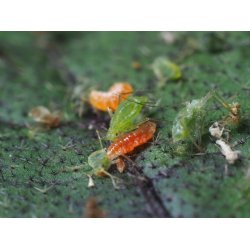 Nyttodjur mot Bladlss