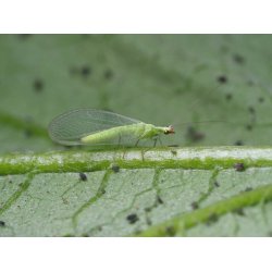 Bladluslejon (Chrysoperla)