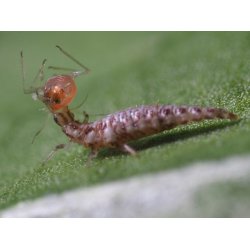 Bladluslejon (Chrysoperla)