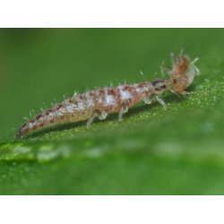 Bladluslejon (Chrysoperla)