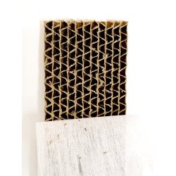 Bladluslejon (Chrysoperla)