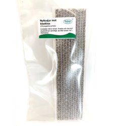 Bladluslejon (Chrysoperla)