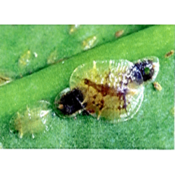 Nyttodjur Microterys mot Okta skldlss