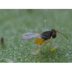 Nyttodjur mot Vita flygare