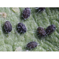 Nyttodjur mot Vita flygare