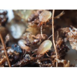 Jordrovkvalster (Hypoaspis)