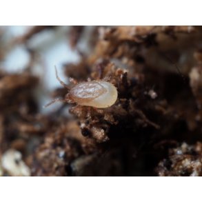 Jordrovkvalster (Hypoaspis)