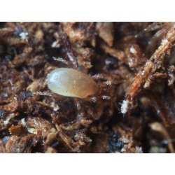 Jordrovkvalster (Hypoaspis)