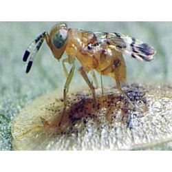 Nyttodjur Microterys mot Okta skldlss