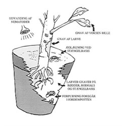 Nematoder mot ronvivlar