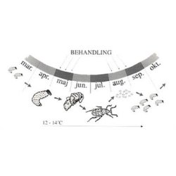Nematoder mot ronvivlar