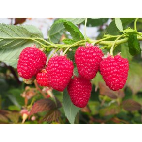 Hallonngerflla med doftmne