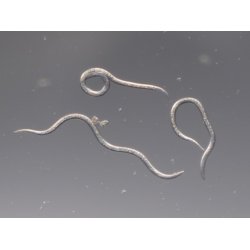 Nematoder mot ronvivlar