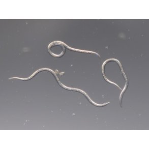 Nematoder mot ronvivlar