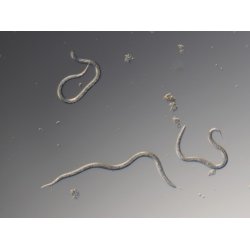 Nematoder mot Trdgrdsborrar