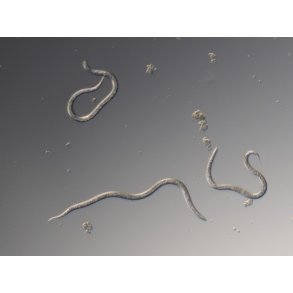 Nematoder mot Trdgrdsborrar