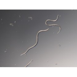 Nematoder mot Harkrankar