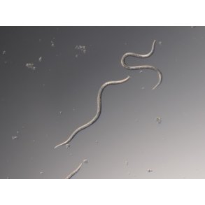 Nematoder mot Harkrankar