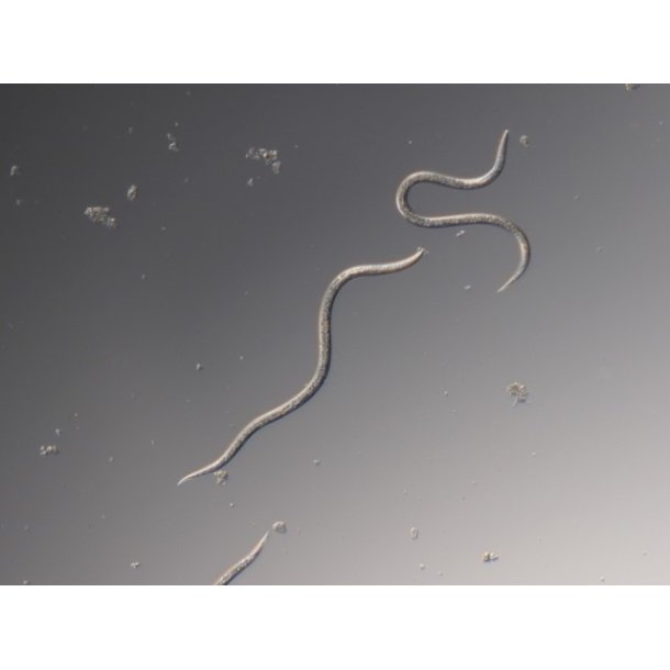 Nematoder mot Harkrankar