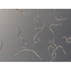 Nematoder mot Sorgmyggor