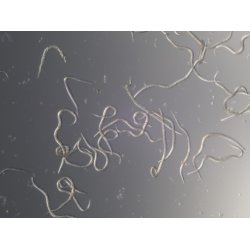 Nematoder mot Sorgmyggor