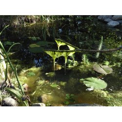 Algstopp Trdgrdsdamm