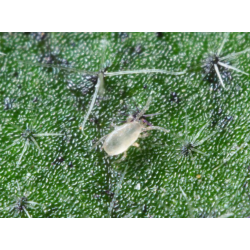 Californicus psar mot spinn