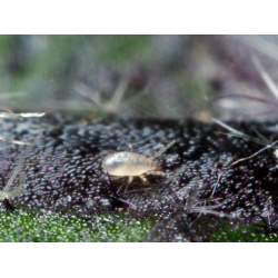 Californicus psar mot spinn