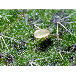 Californicus psar mot spinn