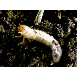 Nematoder mot Trdgrdsborrar