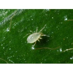 Montdorensis-rovkvalster