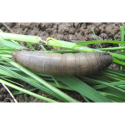 Nematoder mot Harkrankar