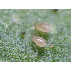 Swirskii-rovkvalster