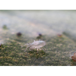 Swirskii-rovkvalster