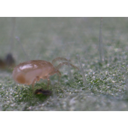 Swirskii-rovkvalster